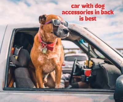 what car with dog accessories in back is best?