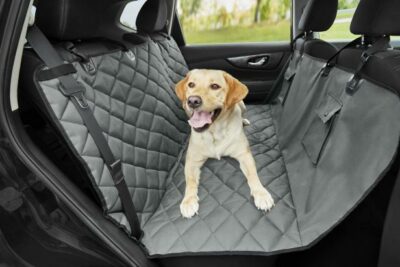 What Are The Best Dog Car Accessories