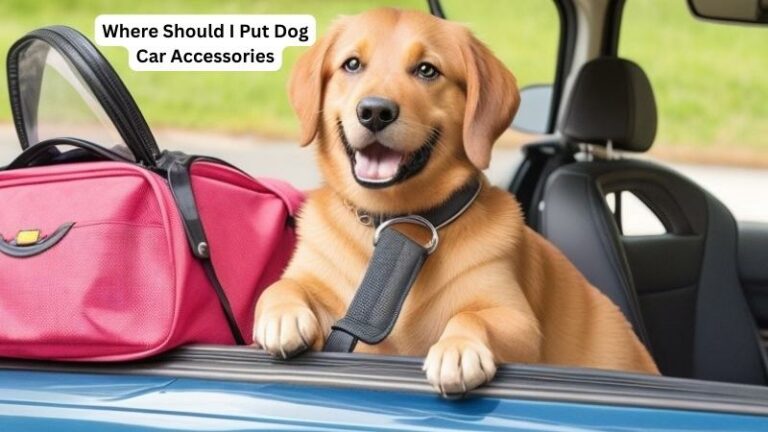 Where Should I Put Dog Car Accessories